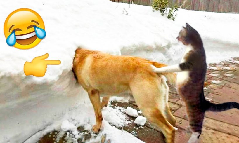 Best Funny Animal Videos 😂 - Funniest Cats And Dogs Videos 2022