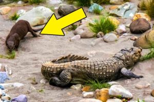 Bored Otter Tries To Play With Unlikely Animal That Isn’t Enjoying His Games One Bit