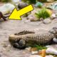 Bored Otter Tries To Play With Unlikely Animal That Isn’t Enjoying His Games One Bit