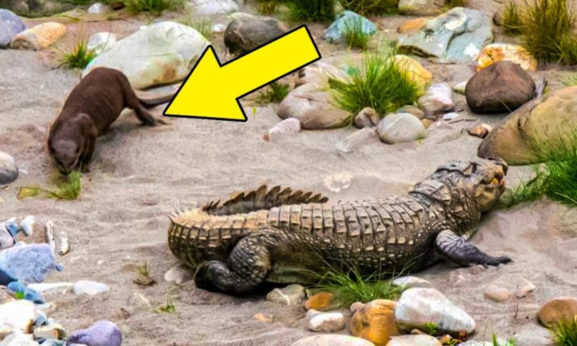 Bored Otter Tries To Play With Unlikely Animal That Isn’t Enjoying His Games One Bit