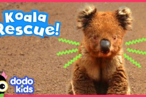 Brave Koala Asks Heroes For Help | Animal Videos For Kids | Dodo Kids