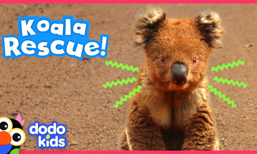 Brave Koala Asks Heroes For Help | Animal Videos For Kids | Dodo Kids