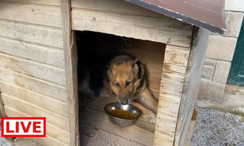Breakfast for The german shepherd Max ❤️ we are together 7 years !  - Takis Shelter