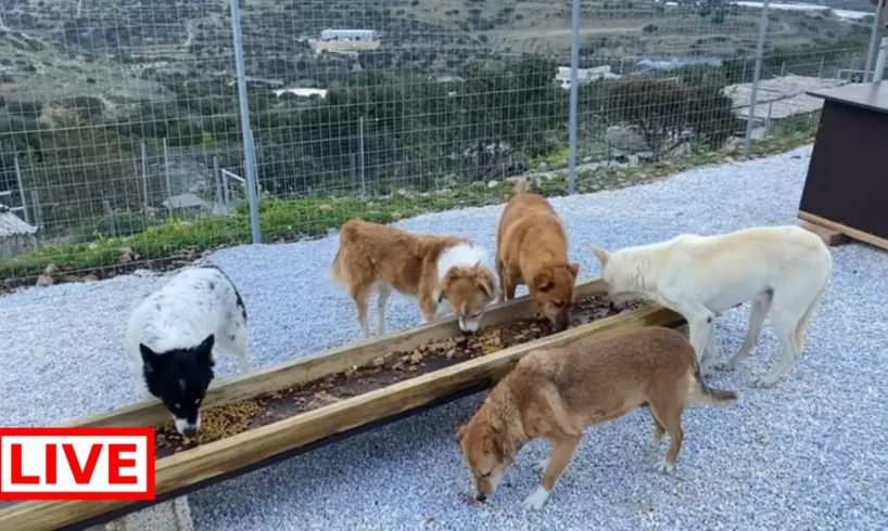 Breakfast time for some older dogs in a peaceful area with the best food for them ❤️ - Takis Shelter