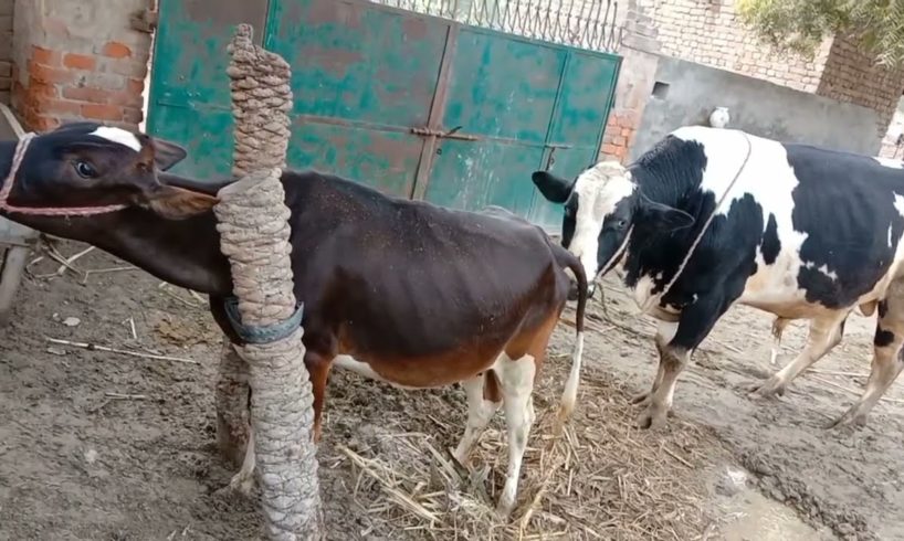 Bull and cow funny is a beauty@Animals Planet