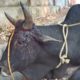 Bull grew but the rope did not, healing an excruciating wound