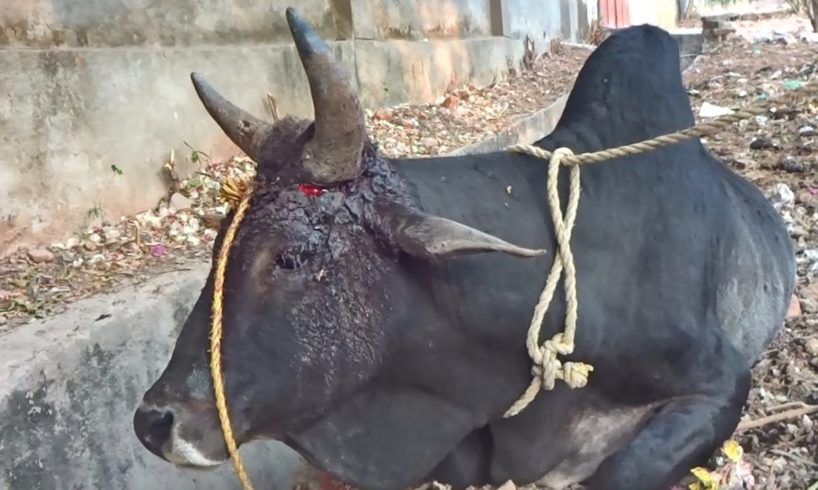 Bull grew but the rope did not, healing an excruciating wound