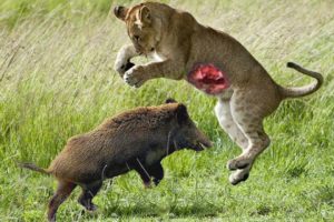 CRAZIEST Animal Fights Caught On Camera / The most amazing wild animal battles. part.2