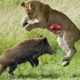 CRAZIEST Animal Fights Caught On Camera / The most amazing wild animal battles. part.2