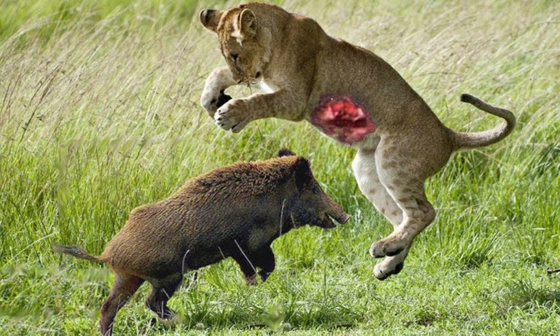 CRAZIEST Animal Fights Caught On Camera / The most amazing wild animal battles. part.2