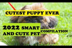 CUTE PUPPIES | CUTEST PET | SMART DOG | PET LOVER