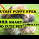 CUTE PUPPIES | CUTEST PET | SMART DOG | PET LOVER