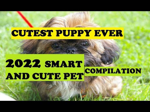 CUTE PUPPIES | CUTEST PET | SMART DOG | PET LOVER