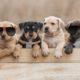 CUTEST Puppies Video 2022|| Best of 2022 Videos #Dog #puppy