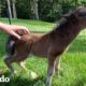 Caballo miniatura se esfuerza mucho por hacer su primer amigo | Pequeño y Valiente | El Dodo