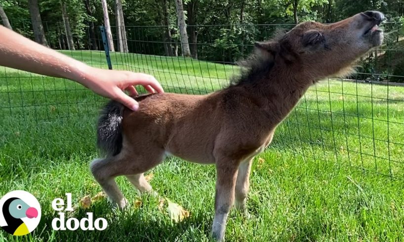 Caballo miniatura se esfuerza mucho por hacer su primer amigo | Pequeño y Valiente | El Dodo