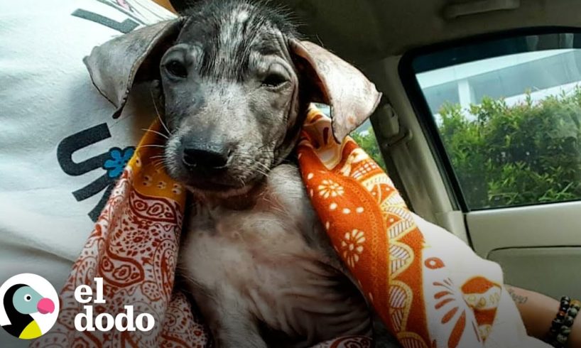 Cachorra sin pelo encontrada en la papelera se vuelve tan peluda y bonita | El Dodo