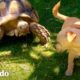 Cachorro le trae un juguete a su mejor amiga tortuga todos los días | Parejas Disparejas | El Dodo
