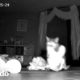 Cámara oculta capta a esta gata llevando regalos a su familia | Cat Crazy | El Dodo