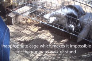 Canton Dog Alley - An Animals' Angels Investigation