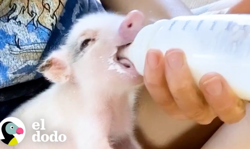 Cerdito pequeñito es encontrado en un transportador de mascotas en un garaje | El Dodo