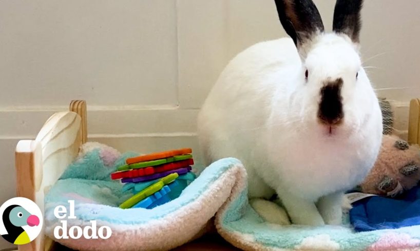 Conejito abandonado es rescatado con la ayuda de un plátano | El Dodo