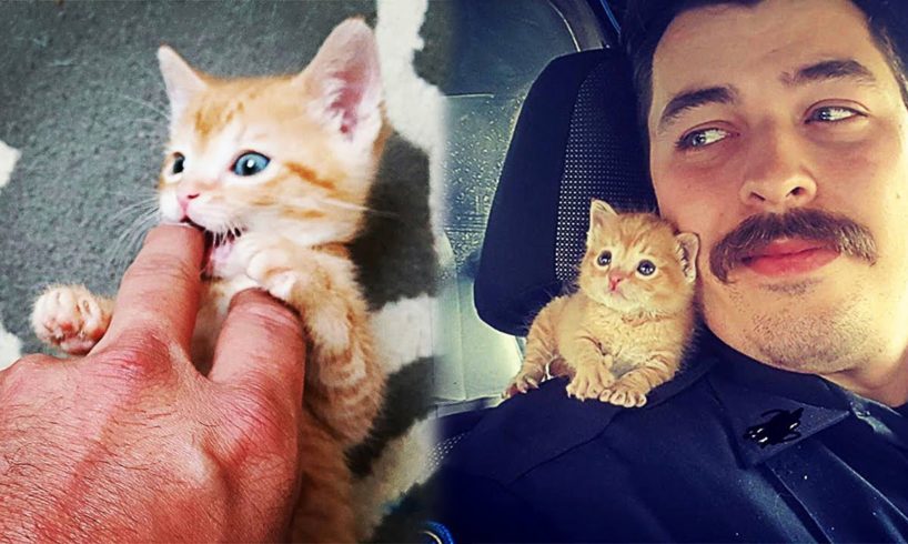 Cop Rescues Stray Kitten And Now They’re Fighting Crimes Together