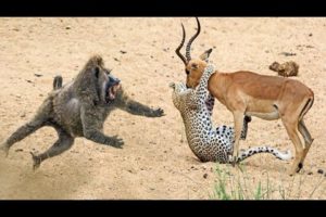 Craziest Filmed Animal Fights