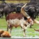 Crazy Buffalo Fights Fiercely, Knocking Lions to Protect its Young  || Wild Animal Attack 2022