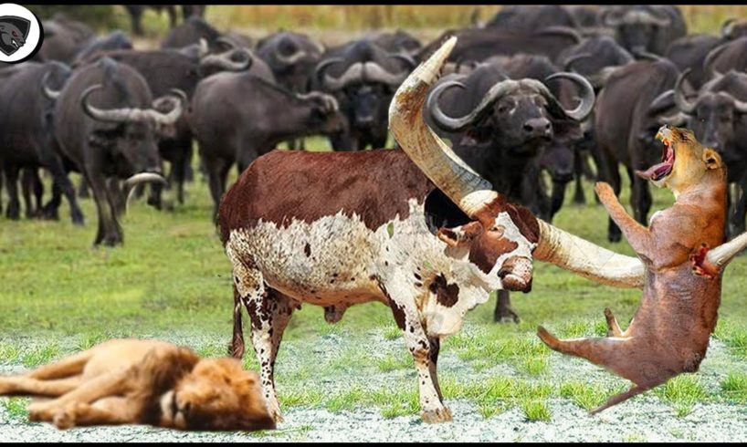 Crazy Buffalo Fights Fiercely, Knocking Lions to Protect its Young  || Wild Animal Attack 2022