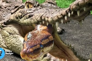 Crocodile Fights and Eats Snake - Animal Fighting | Wild Animal Life