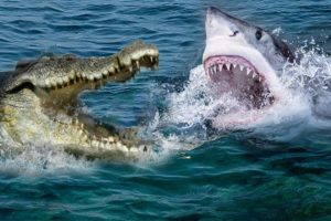 Crocodile Vs Shark | Who Will Be The Winner ?