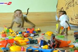 Cute Animals, Baby Monkey LUAN With Tiny NINA Playing Toys