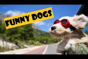 Cute Dogs Doing Funny Things // Cutest Dogs In The World 2021