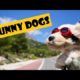 Cute Dogs Doing Funny Things // Cutest Dogs In The World 2021