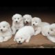 🐶Cute Puppies Doing Funny Things 2022🐶 #13 Cutest Dogs