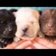 🐶Cute Puppies Doing Funny Things 2022🐶 #15 Cutest Dogs