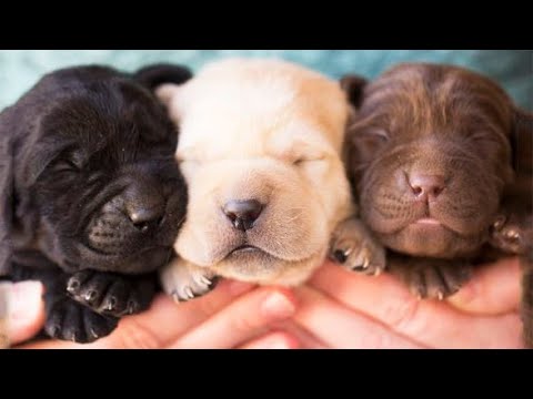 🐶Cute Puppies Doing Funny Things 2022🐶 #15 Cutest Dogs