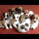 🐶Cute Puppies Doing Funny Things 2022🐶 #16 Cutest Dogs