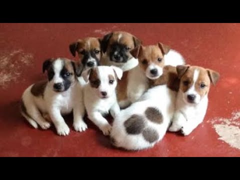 🐶Cute Puppies Doing Funny Things 2022🐶 #16 Cutest Dogs