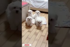Cute Puppies Doing Funny Things Cutest Dogs #Shorts