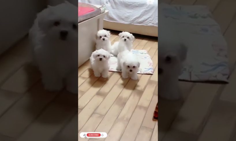 Cute Puppies Doing Funny Things Cutest Dogs #Shorts