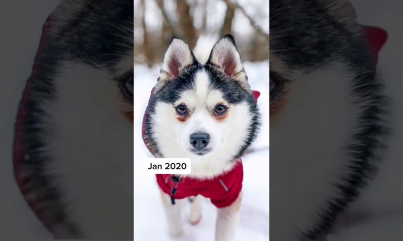 Cute Puppies Doing Funny Things|Cutest Puppies 2021#947.