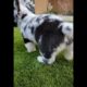 Cute Puppies Doing Funny Things|Cutest Puppies In The World | Cutest and Adorable dogs 🐶🐕🐩🐕‍🦺