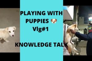 Cute Puppies|| Playing With Cutest Puppies 🐶|| Vlog#01 || Mahesh दा गांधी||