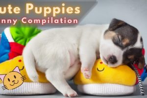 Cute Puppies Video Compilation 👶 Doing Funny Things! 😂 12P