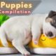 Cute Puppies Video Compilation 👶 Doing Funny Things! 😂 12P