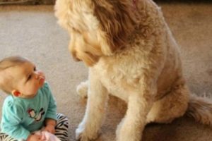 Cute Puppies and Babies Playing together 😍 A Cute Puppy 🐶and Baby👶 Videos Compilation