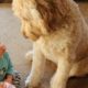 Cute Puppies and Babies Playing together 😍 A Cute Puppy 🐶and Baby👶 Videos Compilation