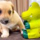 Cute Puppies were scared of a toy squeaker